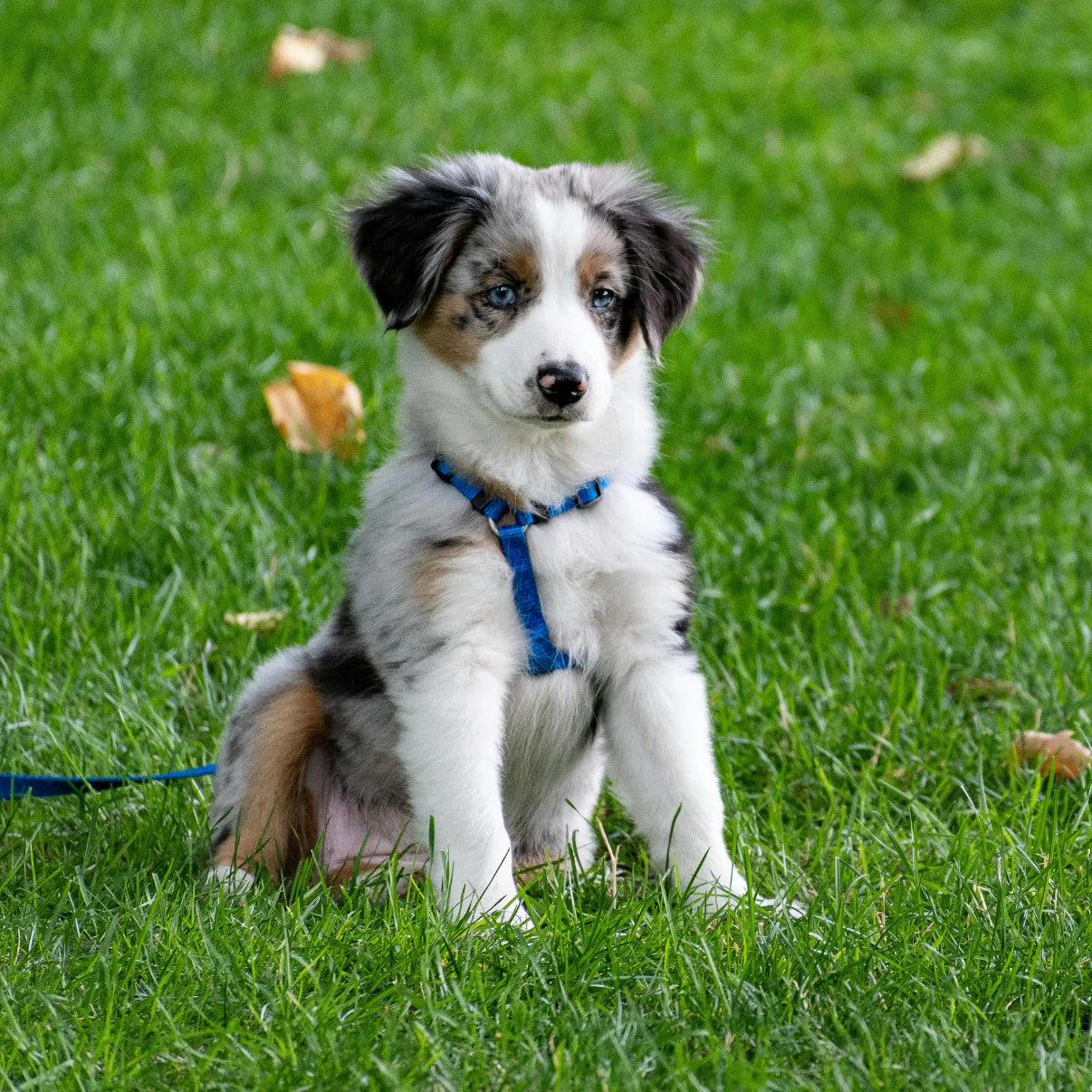 JetPup™ - Was je hond moeiteloos, overal en altijd